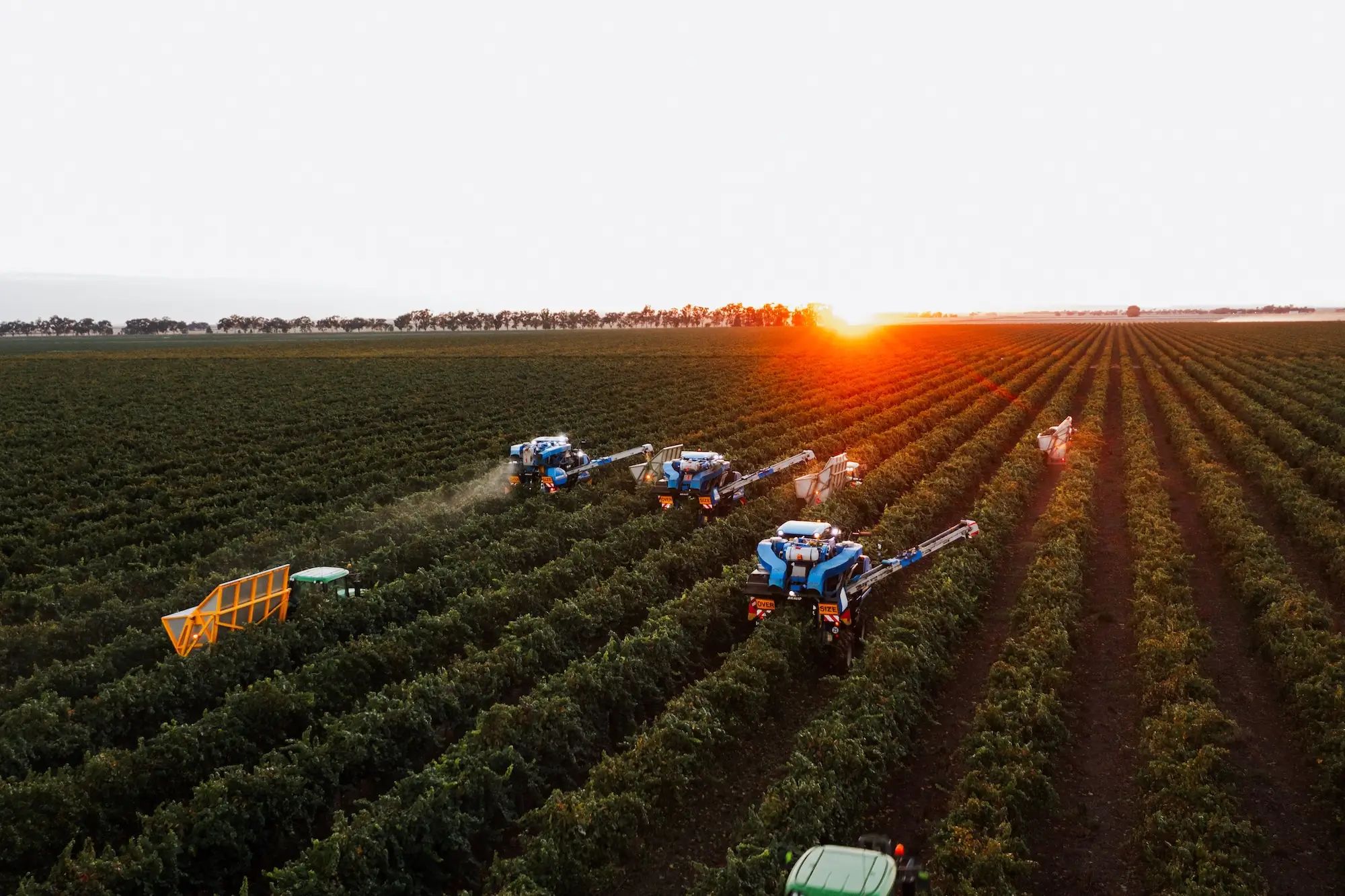 Farm machinery harvesting crops in a vineyard at sunset, showcasing agronomy and soil nutrition for higher fruit yields with NuEdge.