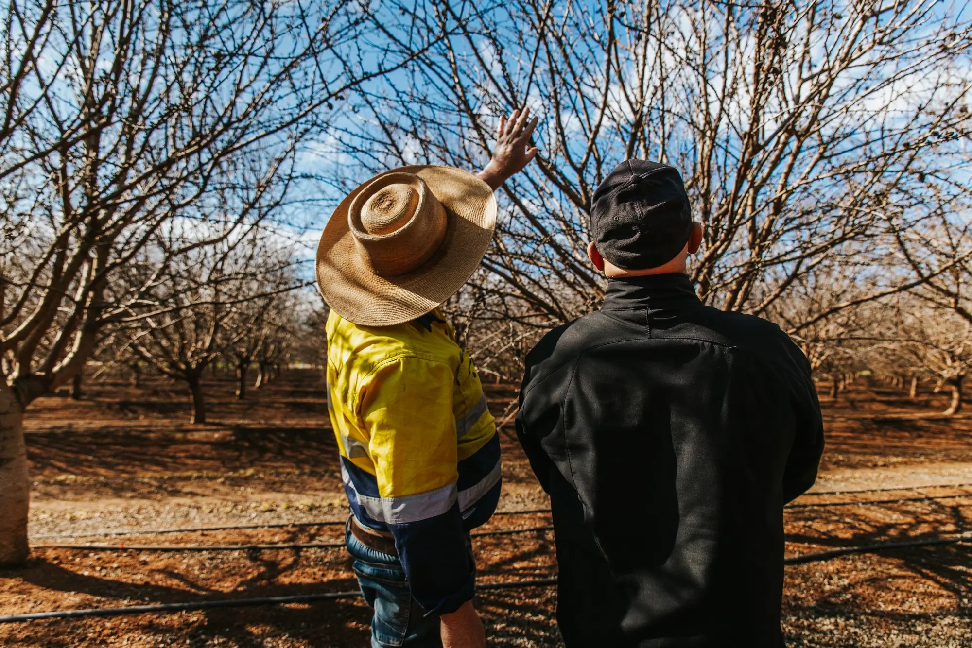 Farmers in an Australian orchard inspecting trees, discussing agronomy and soil nutrition for higher fruit yields using NuEdge solutions.