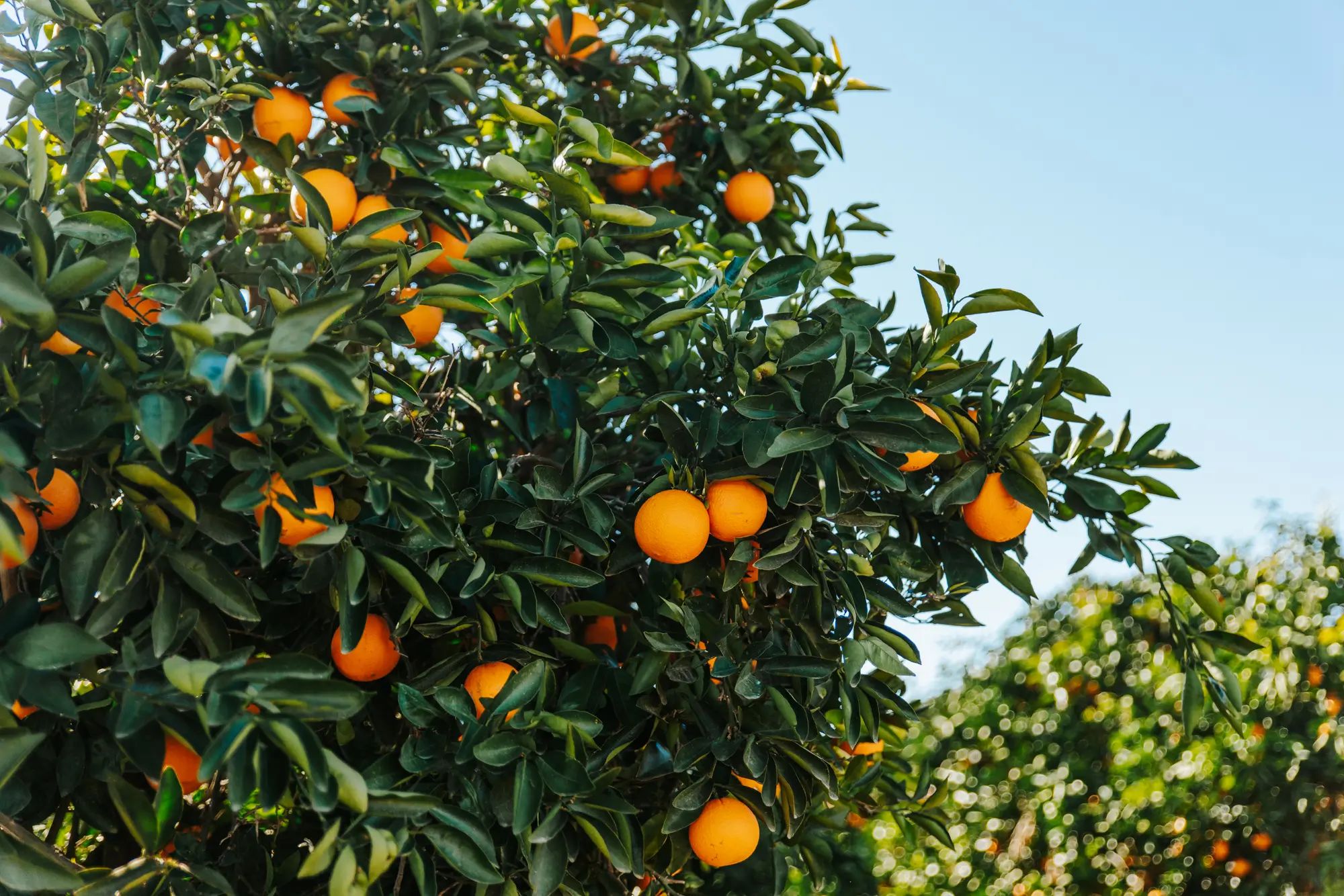 Orange tree in an orchard bearing fruit, illustrating the impact of liquid fertiliser for higher fruit yields and healthy crops.