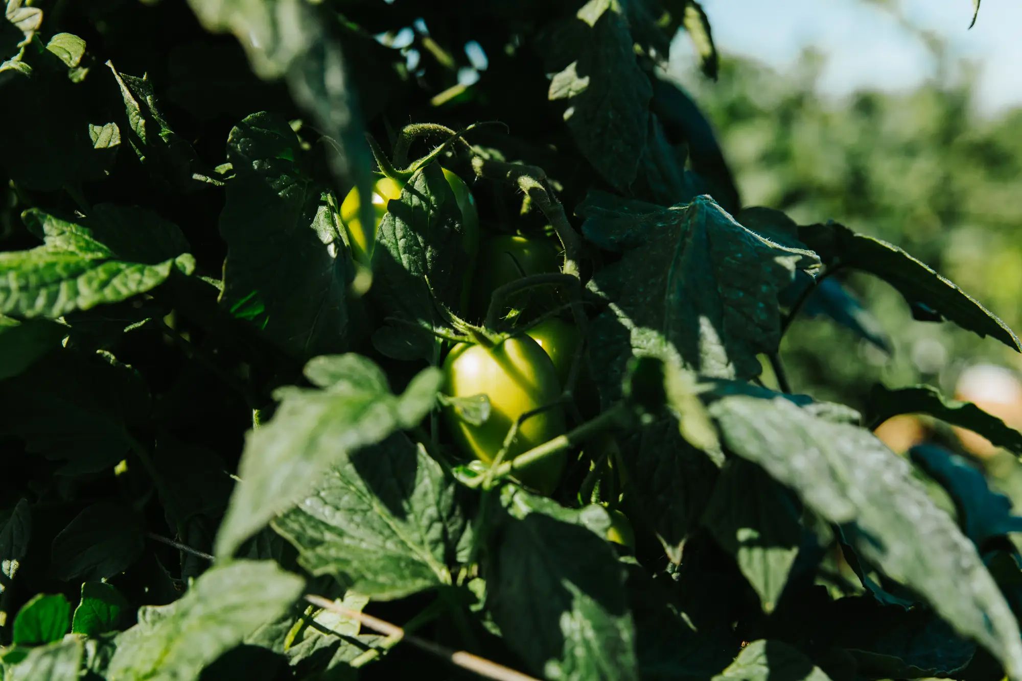 Green tomatoes nestled in dense foliage, highlighting the benefits of liquid fertiliser for higher fruit yields on an Australian farm.