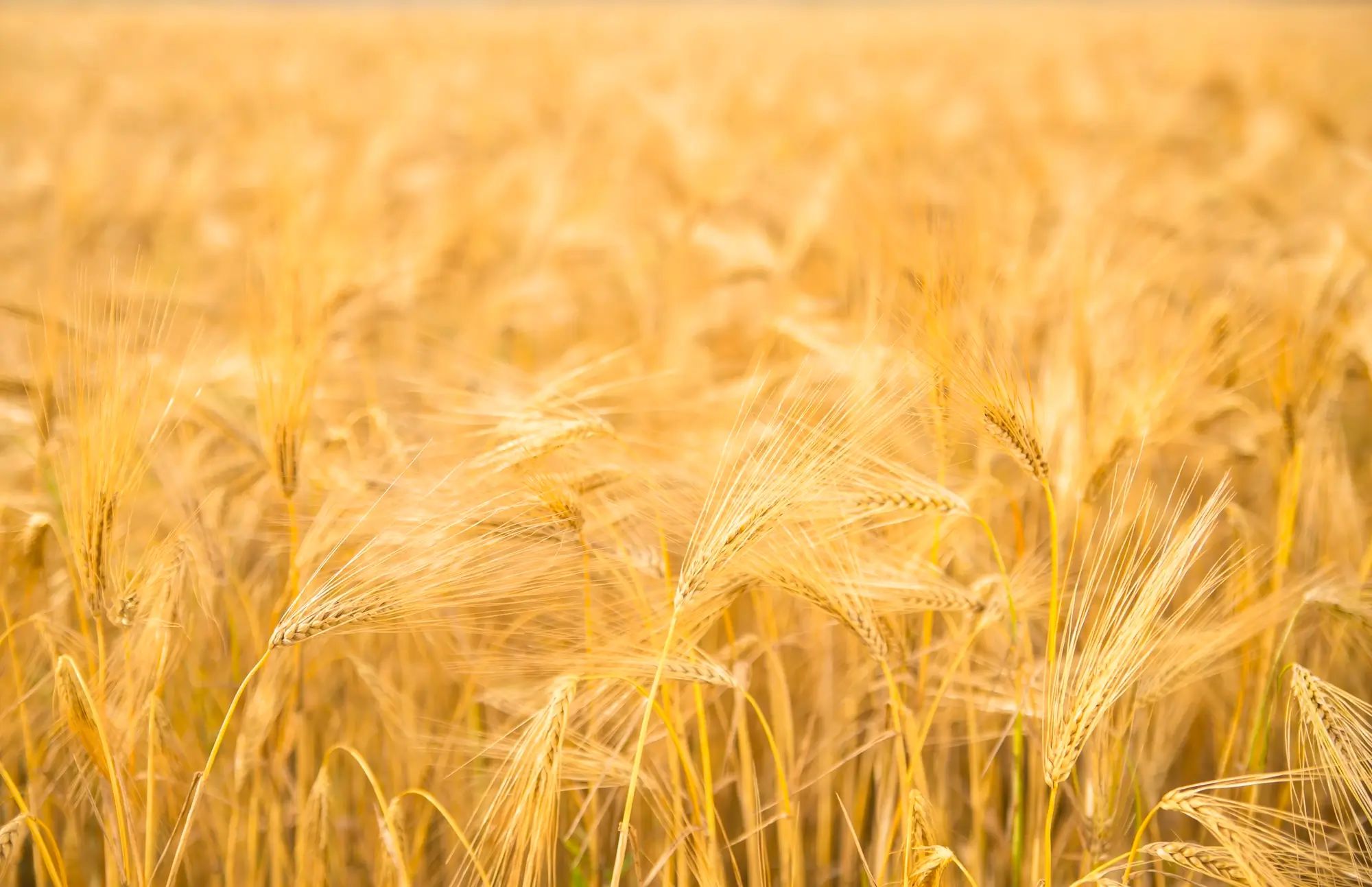 Golden wheat field under bright sunlight, showcasing the potential for agronomy and custom fertiliser on an Australian farm.